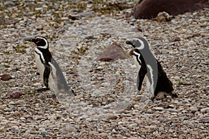 Two Penguins walking on grave coast