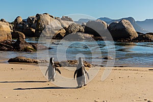 Two penguins walking towards the water