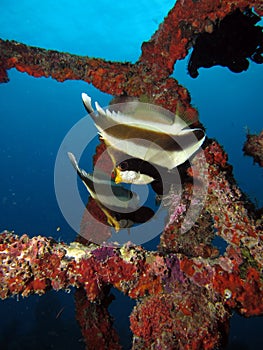 Two Pennant Bannerfish photo