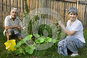 Two pensioners at a bush of gooseberry and vegetable marrow