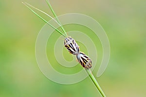 Two Pentatomidae shield bug or stink bug mating , Hemiptera insect
