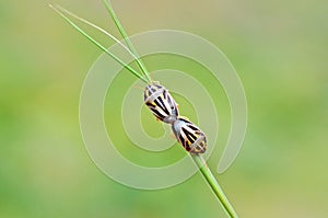 Two Pentatomidae shield bug or stink bug mating , Hemiptera insect photo