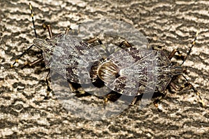 Two Pentatomidae stink bugs mating