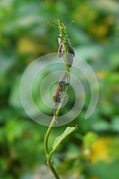 Two Pentatomomorpha walking on beautiful leaves photo