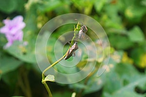 Two Pentatomomorpha walking on beautiful leaves photo