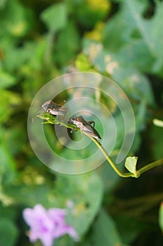 Two Pentatomomorpha walking on beautiful leaves photo
