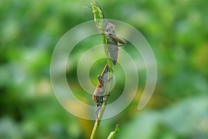 Two Pentatomomorpha walking on beautiful leaves photo