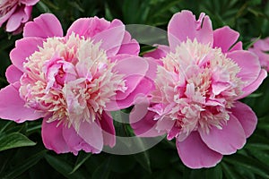 Two Peonies With Pink And Beige Petals In The Garden