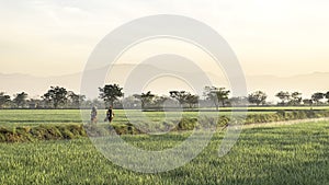 Two people as farmer walking in the middle of very vast, broad, extensive, spacious rice field