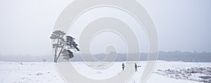 Two people jog in winter landscape towards lonely pine tree