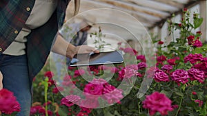 Two people a man and a woman with a tablet computer inspect flowers in a greenhouse on a rose plantation. Close - up of