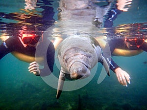 Two people snorkeling and swimming close to a baby manatee in Crystal River, Florida.