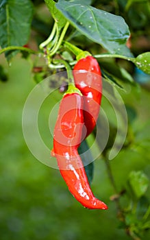 Two Peppers Together