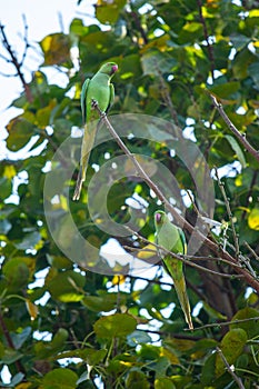 Two Perched Rose Ringed Parakeets