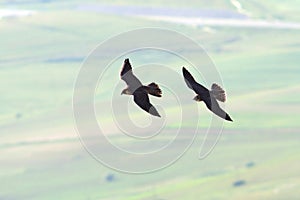 Two peregrine falcons flying together
