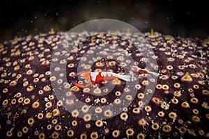 Two Periclimenes imperator Emperor shrimp