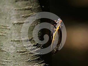 Periodical Brood X Cicada on a Tree Branch, Close Up