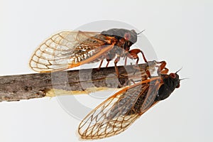 Two periodical cicadas perched on a stick photo