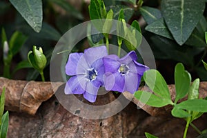 Two periwinkle flower