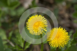 Two Perky Dandelion Blossoms up Close