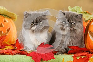 Two persian cats in autumn decoration