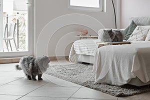 Two persian cats with grey fur relaxing at home