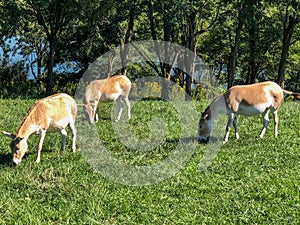 Two Persian Onager animals eating grass