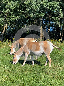 Two Persian Onager animals eating grass