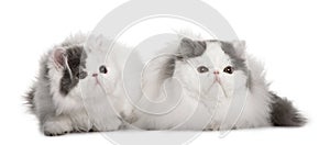 Two Persians (4 monhs old)