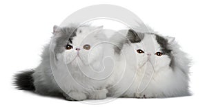Two Persians (4 monhs old)