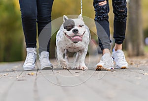 Two person walking an american bully dog tied with a leash outdoors