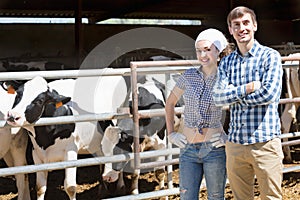 Two persons clapping cows in hangar and smiling