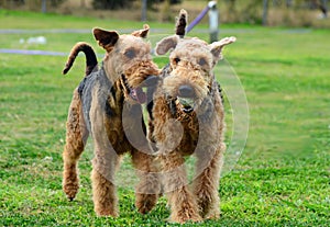 Two pet Airedale Terrier dogs playing outdoors with a ball on green grass