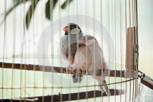 Two pet birds in a cage,