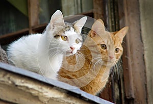 Two pet cats