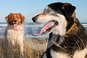 Two pet dogs at a beach
