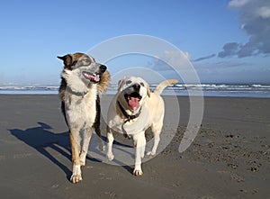 Two pet dogs on the beach