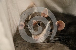 Two Pet Rats Sleeping Together photo