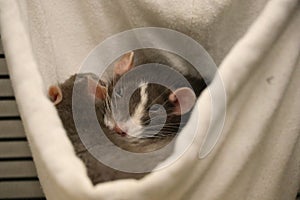 Two Pet Rats Sleeping Together