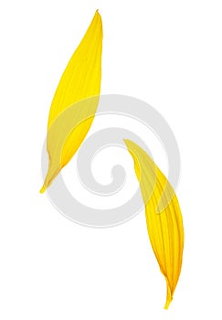 Two petals of sunflower isolated on white background. Yellow petals