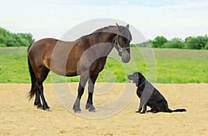 Two pets are in outdoors. One horse and one dog are standing in the rural