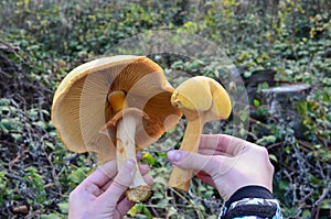 Two Phaeolepiota Aurea mushrooms in a child's hands