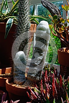 Phallic cactus photo