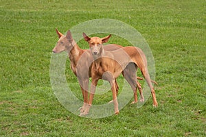 Two Pharaoh Hounds