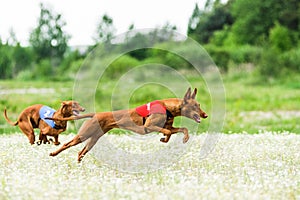 Two Pharaoh Hounds lure coursing competition