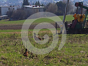 Two pheasants at a natural area near oil pump station. Tansport and distribution of oil. Technology of oil transportation system.