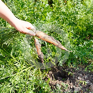 Two picked carrots in hand outdoors