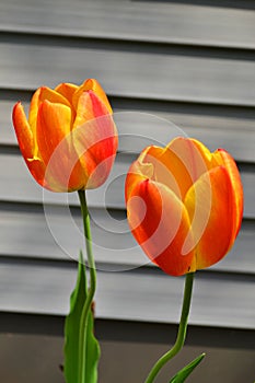 Two pieces of Calypso Greigii Tulip bloom in spring