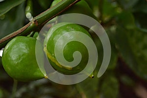 Two pieces of key lime Citrus aurantifolia