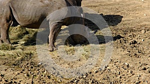 Two pieces of rhinoceros are feeding with dried